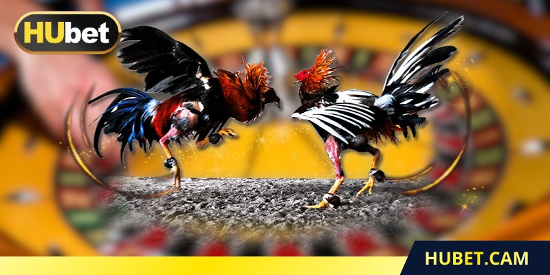 Các cặp chiến kê nổi bật trong ngày