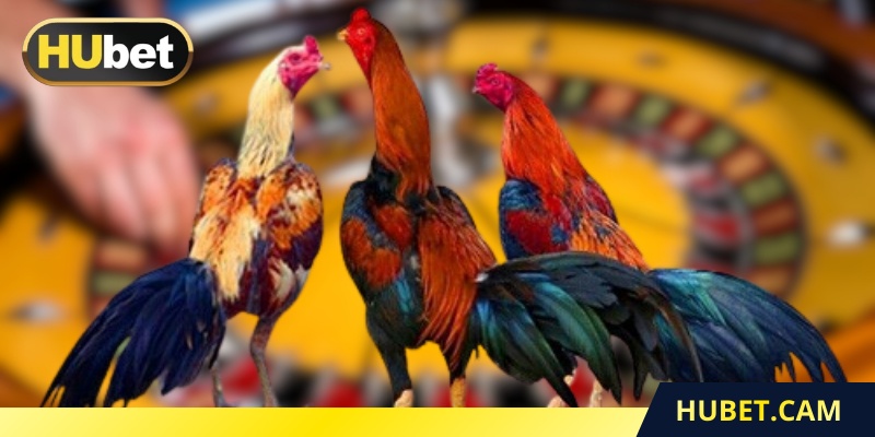 Đá gà cựa dao khái niệm nhận biết