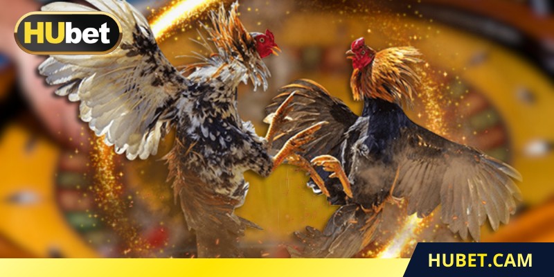 Đá gà Thomo hôm nay có gì đáng chú ý