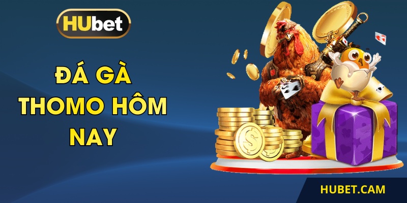 Đá gà Thomo hôm nay