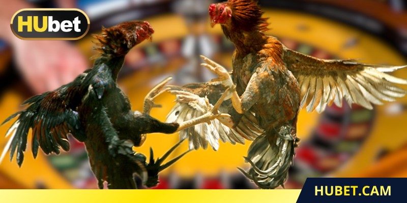 Gà Mỹ ra đòn nhanh và dứt khoát