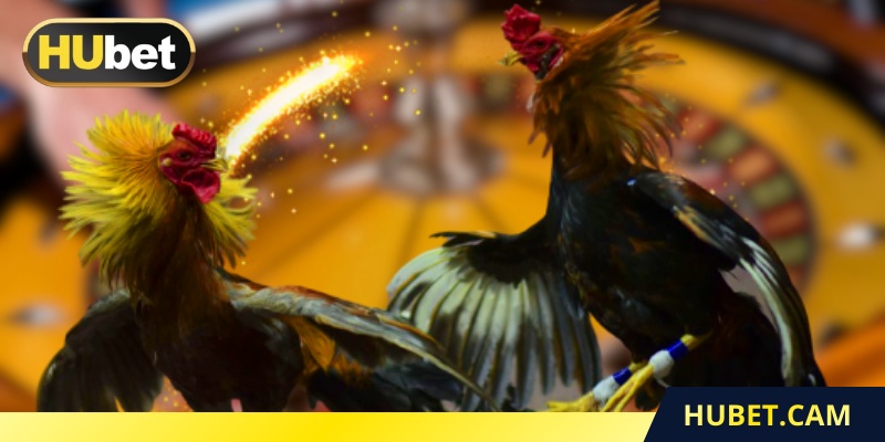 Kiểm tra cựa trước khi bước vào thi đấu