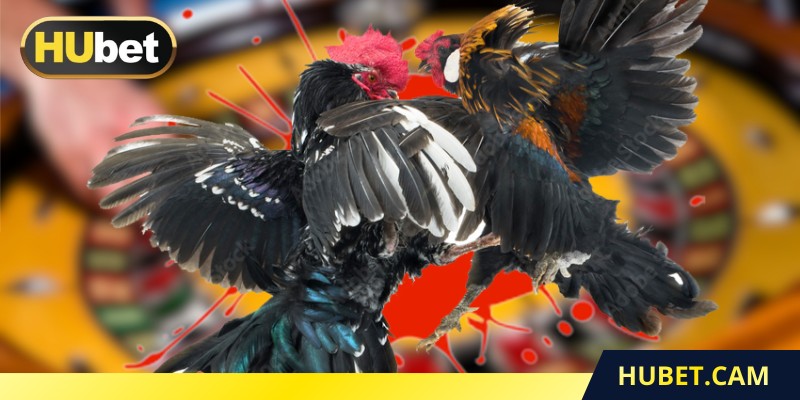 Quan sát thể lực chiến kê khi đá cựa dao