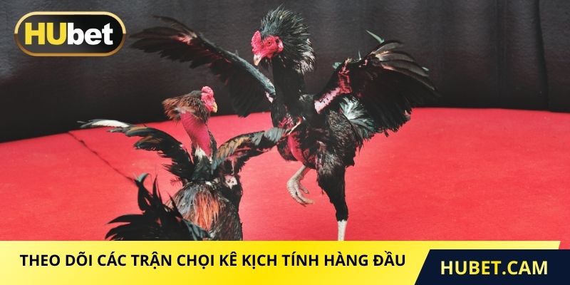 Theo dõi các trận chọi kê kịch tính hàng đầu