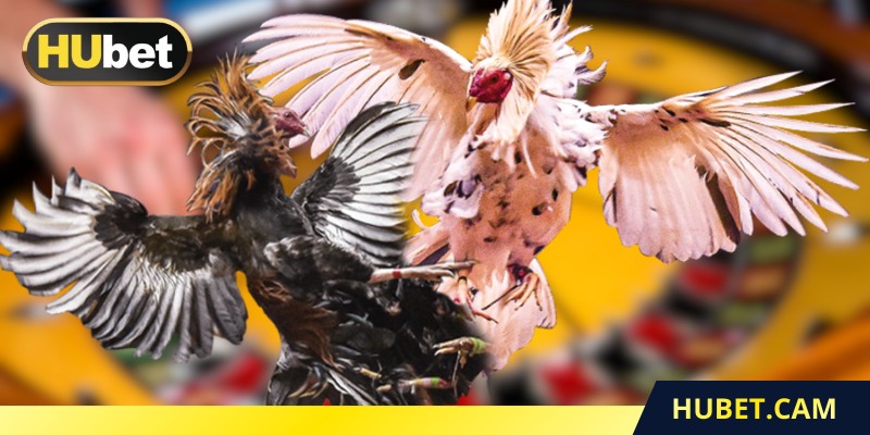 Theo dõi đá gà Thomo trực tiếp qua livestream