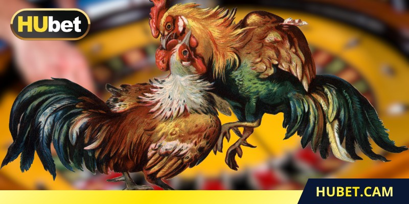 Xem gà mỹ đá thu hút nhờ lối đánh mạnh